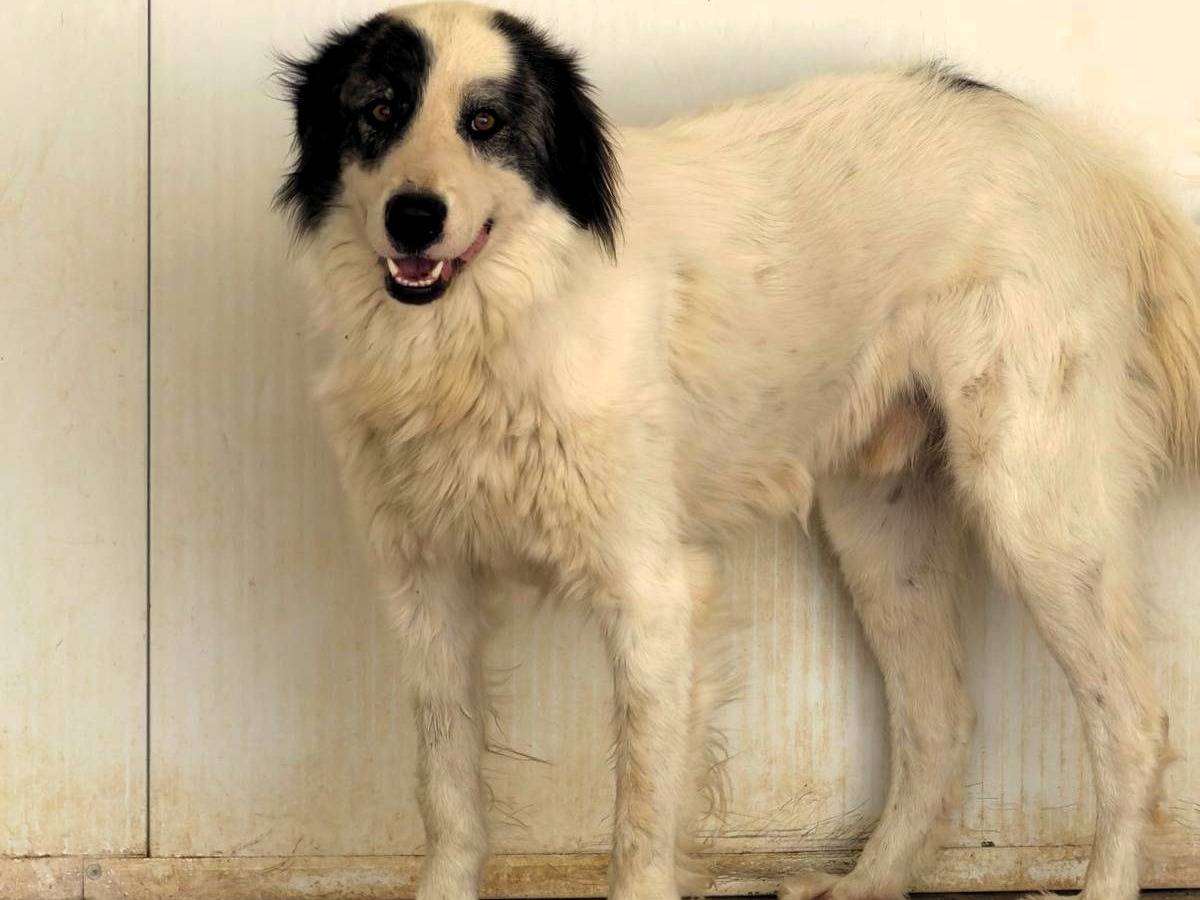 Adozione cane, maschio, Razza sconosciuta Razza sconosciuta, 3 anni e 1 mese, taglia grande, Sassari