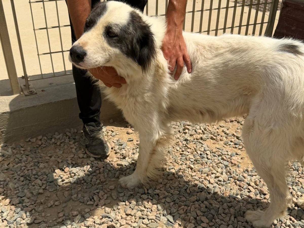 Adotta un cane, maschio, 3 anni e 1 mese, Sassari