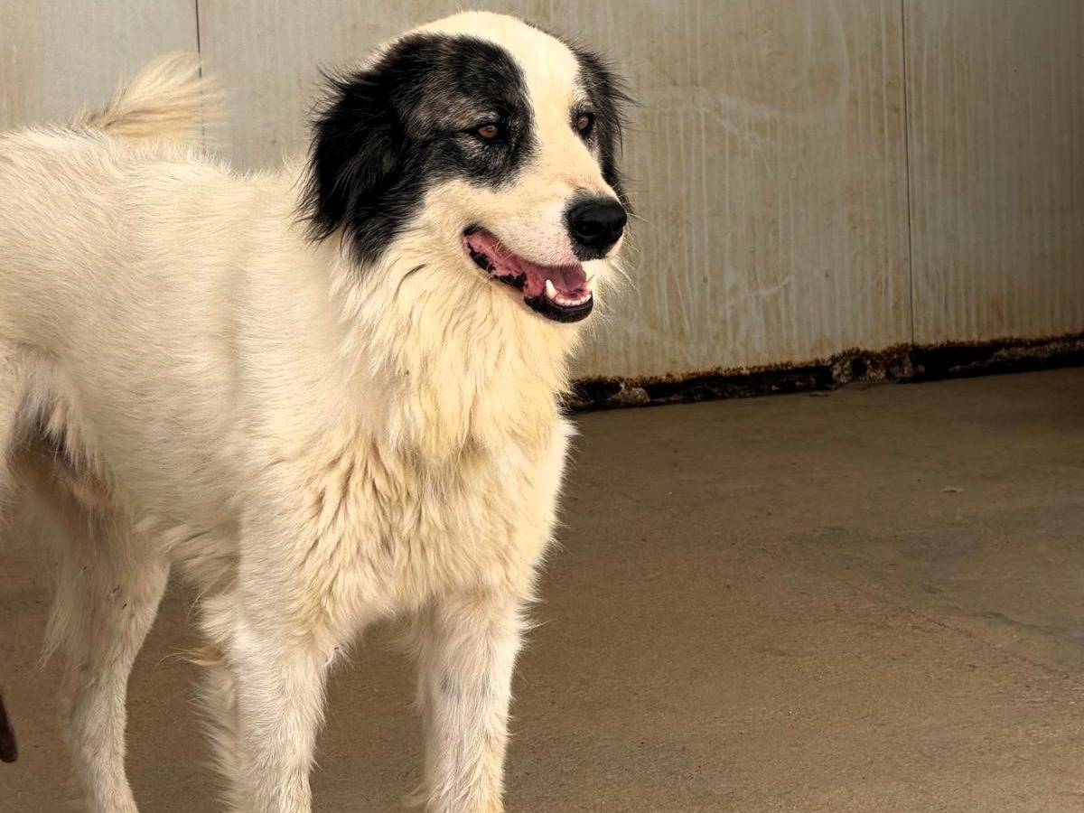 Adotta un cane, taglia grande, maschio, Sassari