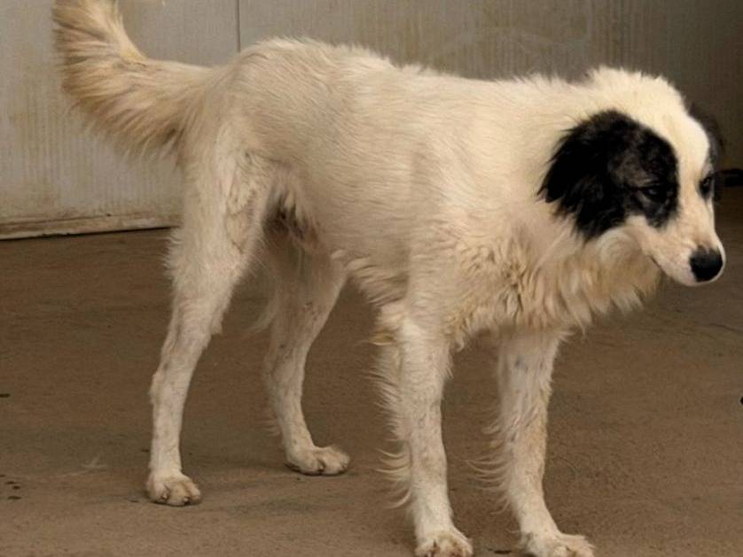 Vuoi adottare un cane a Sassari?