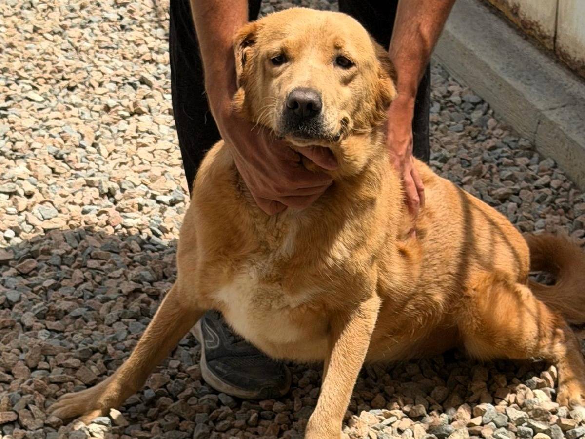 Adotta un cane, taglia grande, femmina, Sassari