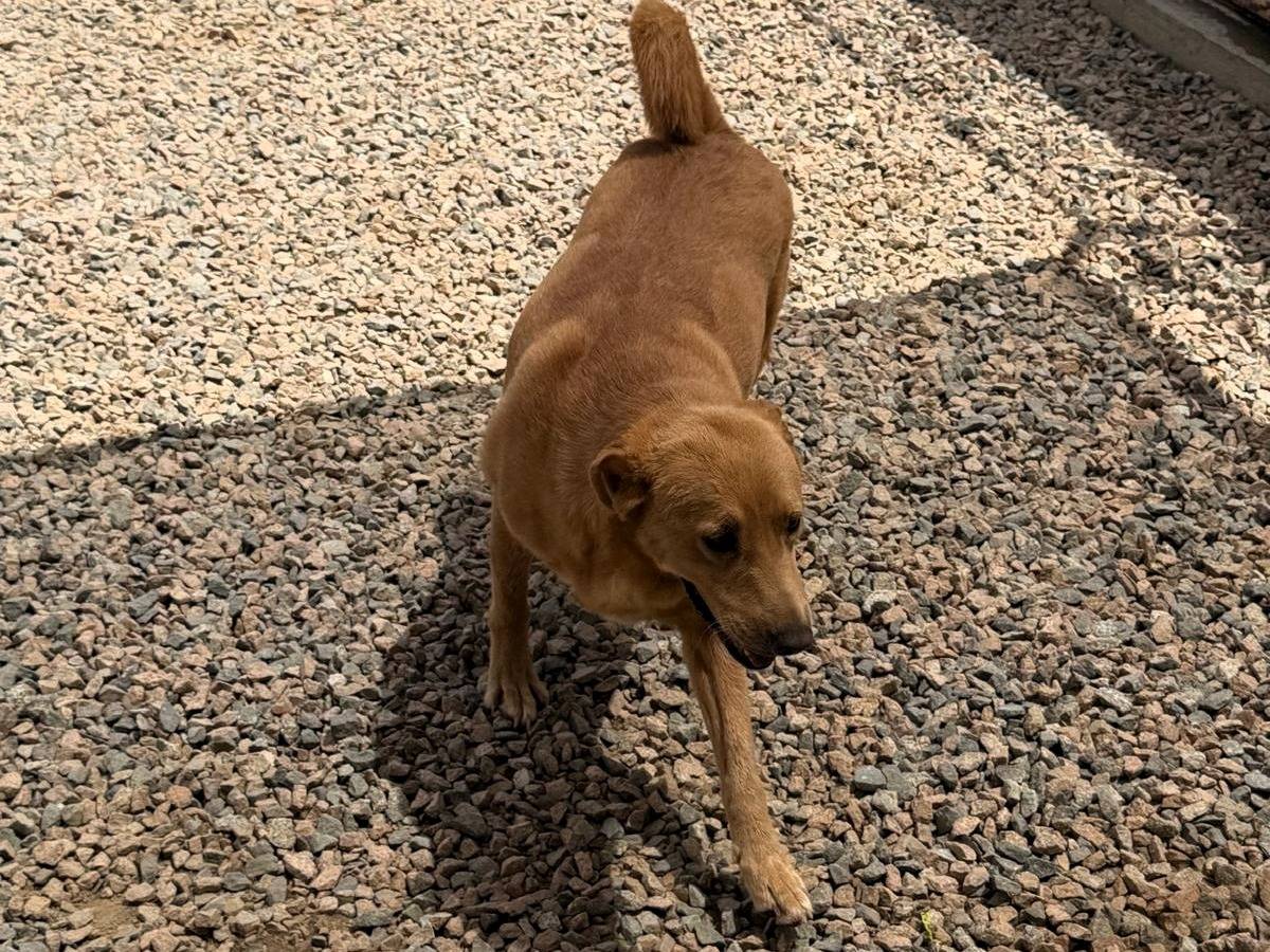 Vuoi adottare un cane a Sassari?