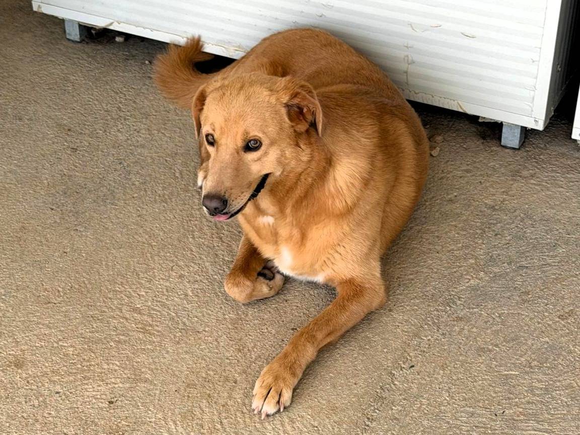 Adotta il cane Placida a Sassari