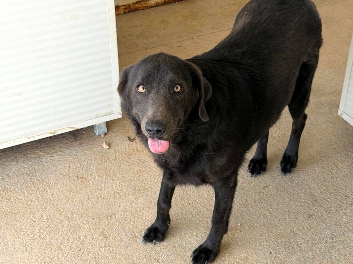 Adotta un cane, femmina, 2 anni e 6 mesi, Sassari