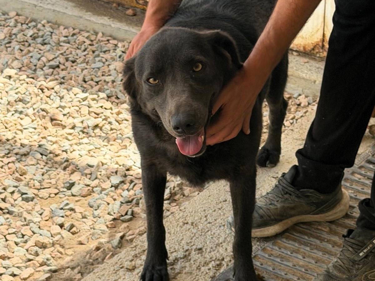 Adotta un cane, taglia grande, femmina, Sassari
