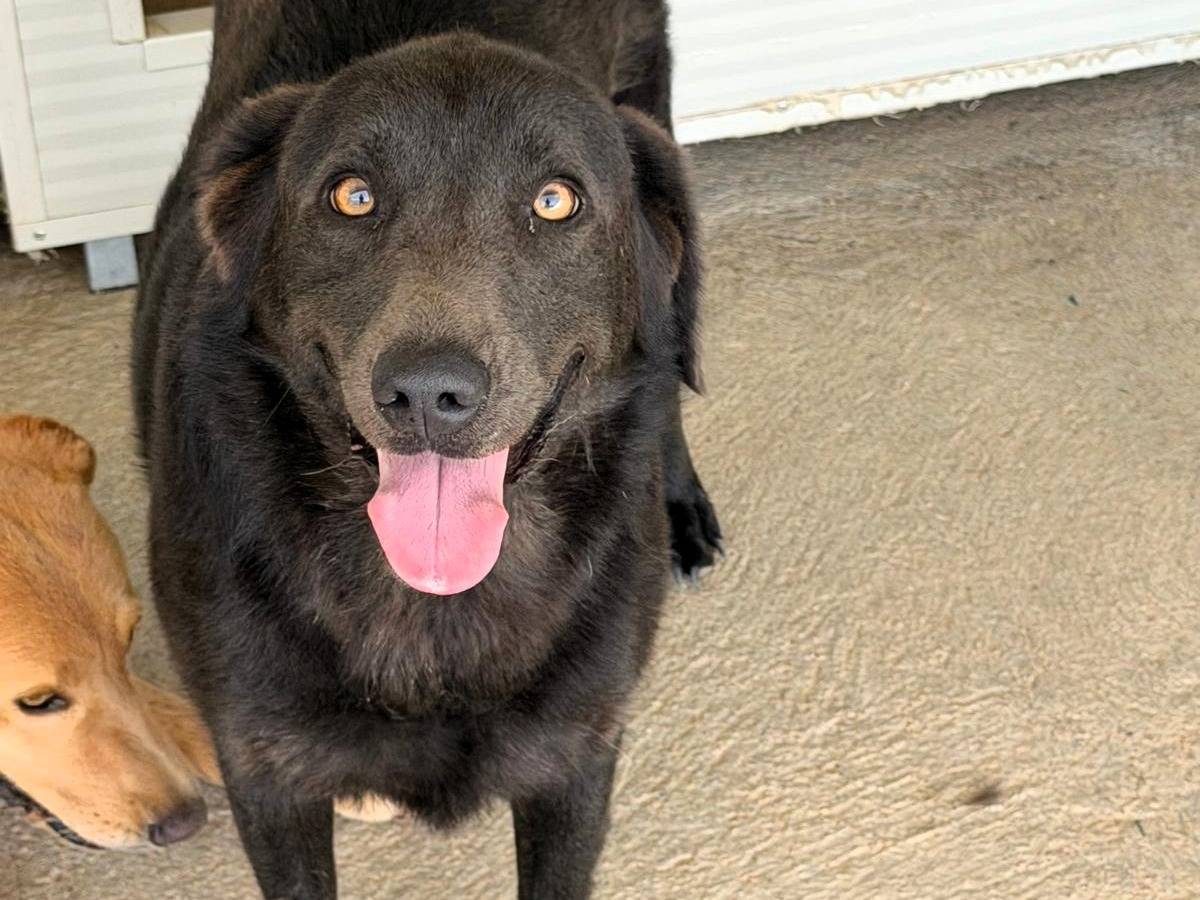 Vuoi adottare un cane a Sassari?
