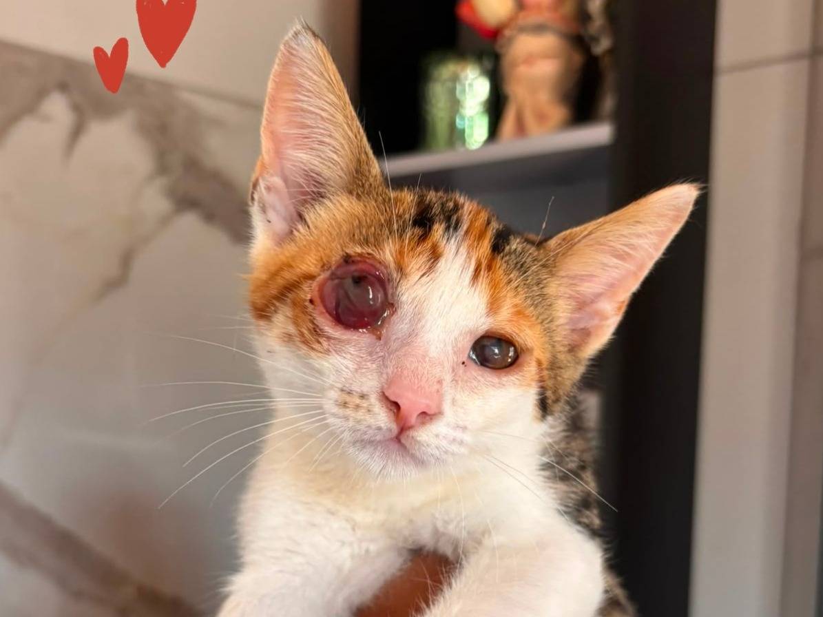 Adozione gatto, femmina, Razza sconosciuta Razza sconosciuta, 2 mesi, taglia non valida, Cremona