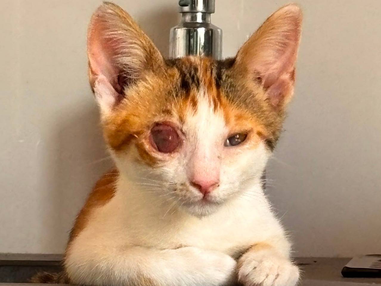 Adotta un gatto, femmina, 2 mesi, Cremona