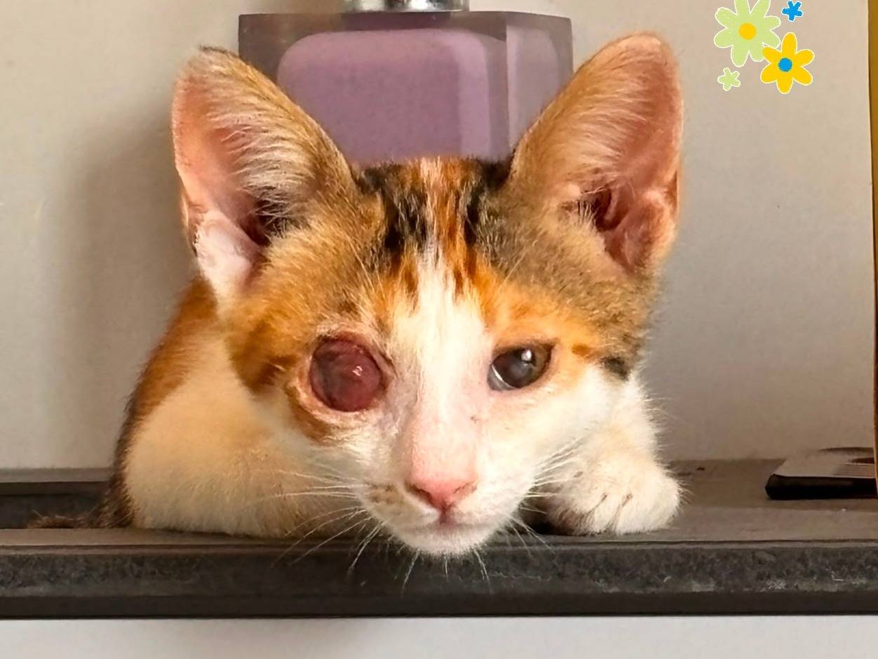 Adotta un gatto, taglia non valida, femmina, Cremona