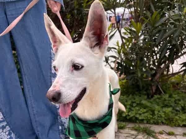 Adozione cane, femmina, Razza sconosciuta Razza sconosciuta, 5 anni, taglia media contenuta, Padova