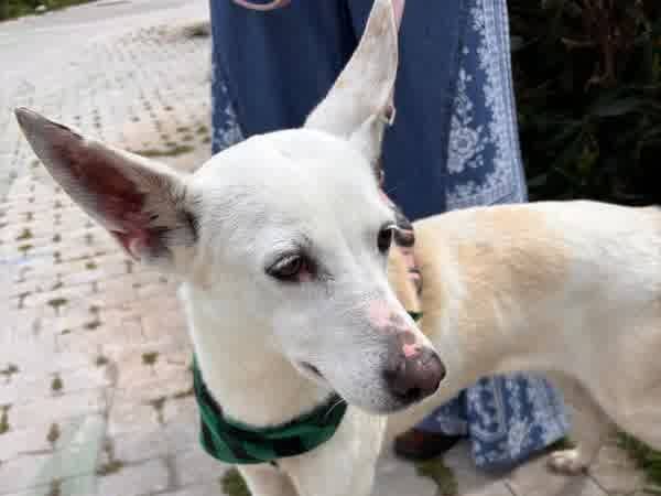 Adotta un cane, femmina, 5 anni, Padova