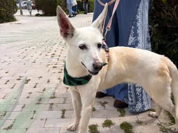 Adotta un cane, taglia media contenuta, femmina, Padova