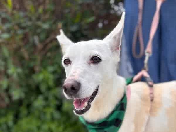 Vuoi adottare un cane a Padova?