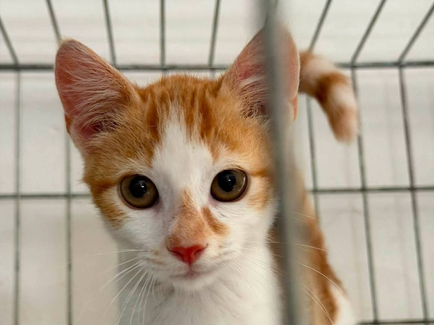 Adozione gatto, maschio, Razza sconosciuta Razza sconosciuta, 3 mesi, taglia non valida, Latina