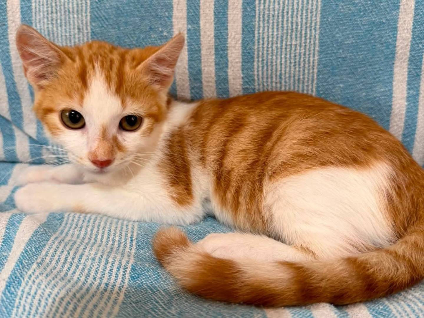Adotta un gatto, maschio, 3 mesi, Latina