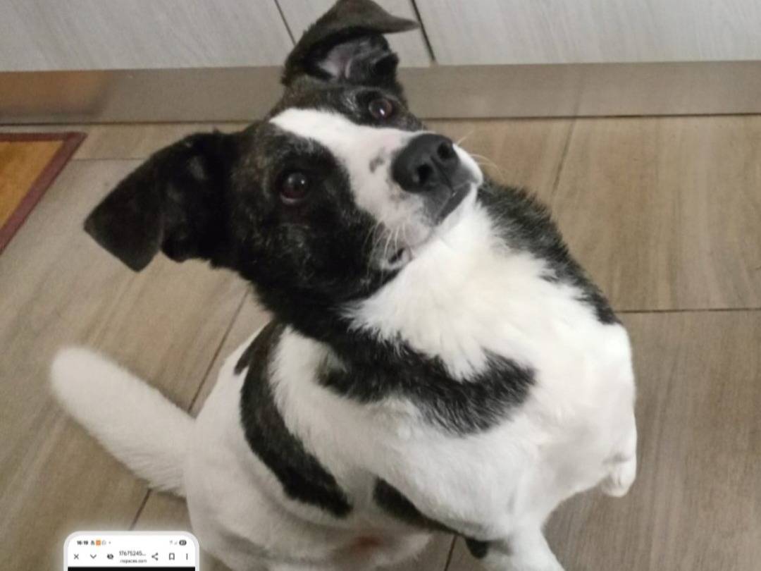 Adozione cane, femmina, Razza sconosciuta Razza sconosciuta, 3 anni, taglia media contenuta, Cagliari