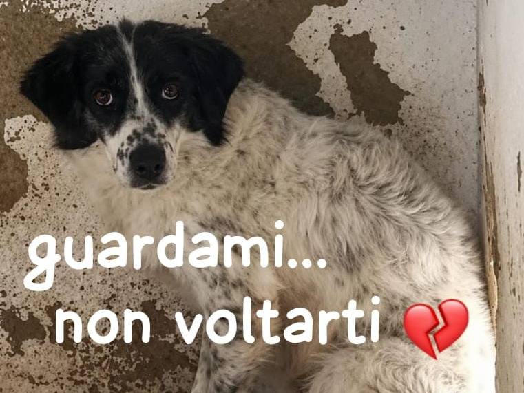 Foto 1 dell'animale