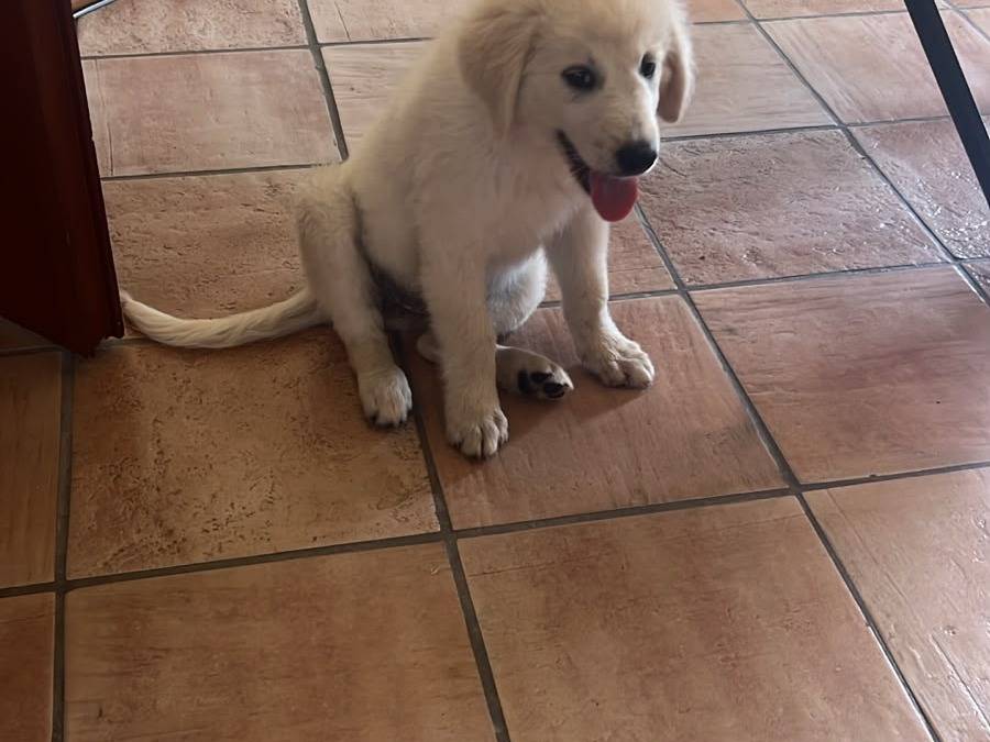 Adozione cane, femmina, Razza sconosciuta Razza sconosciuta, 3 mesi, taglia grande, Avellino