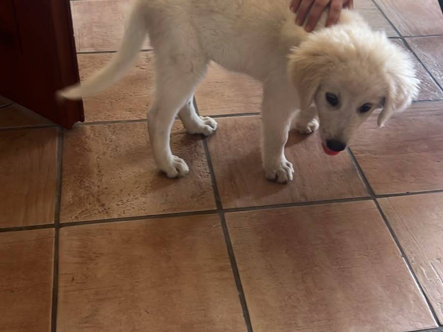 Adotta un cane, femmina, 3 mesi, Avellino