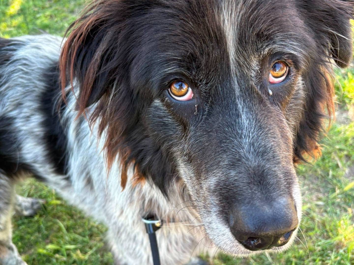 Adozione cane, maschio, Pastore maremmano Terranova, 3 anni e 2 mesi, taglia gigante, Roma