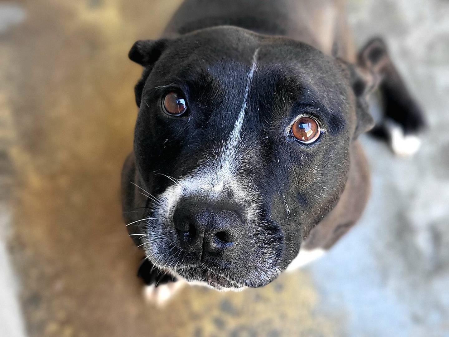 Adozione cane, maschio, Pitbull Razza sconosciuta, 10 anni e 9 mesi, taglia media contenuta, Roma