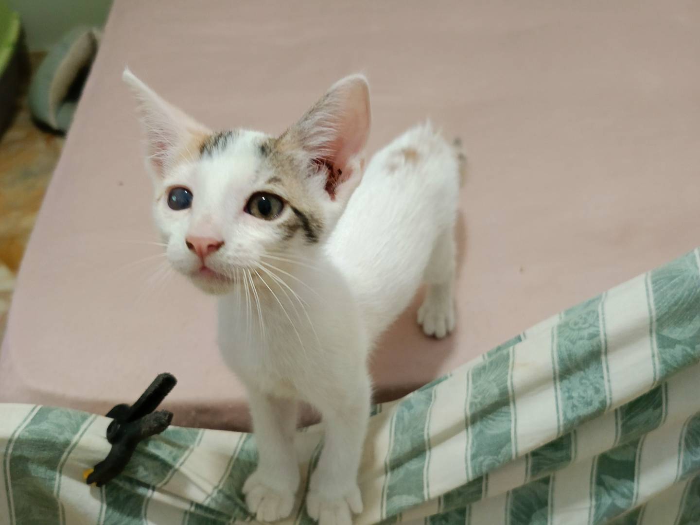 Adotta il gatto MAYLA a Siracusa