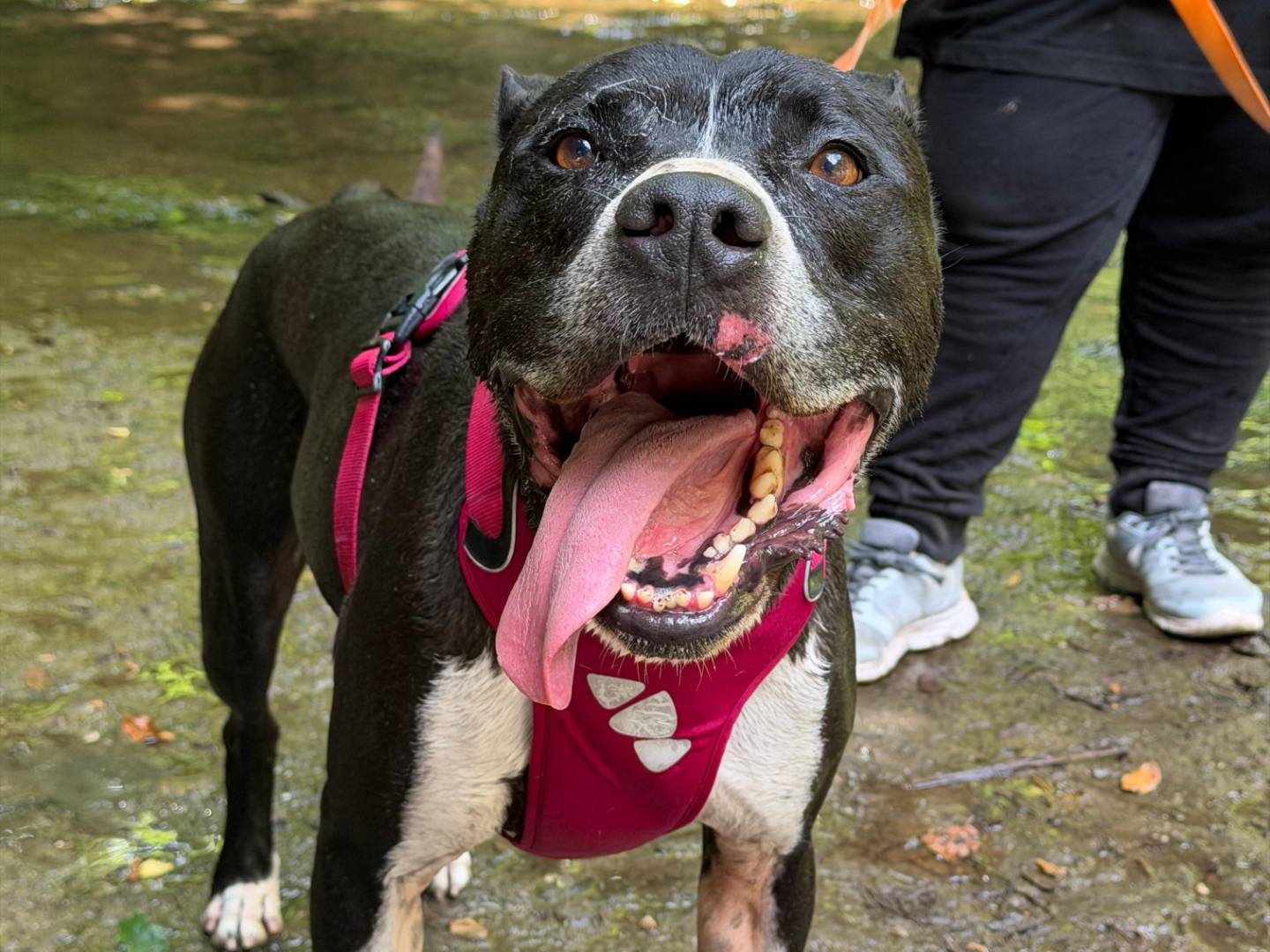 Adozione cane, maschio, Pitbull Razza sconosciuta, 9 anni e 3 mesi, taglia grande, Roma