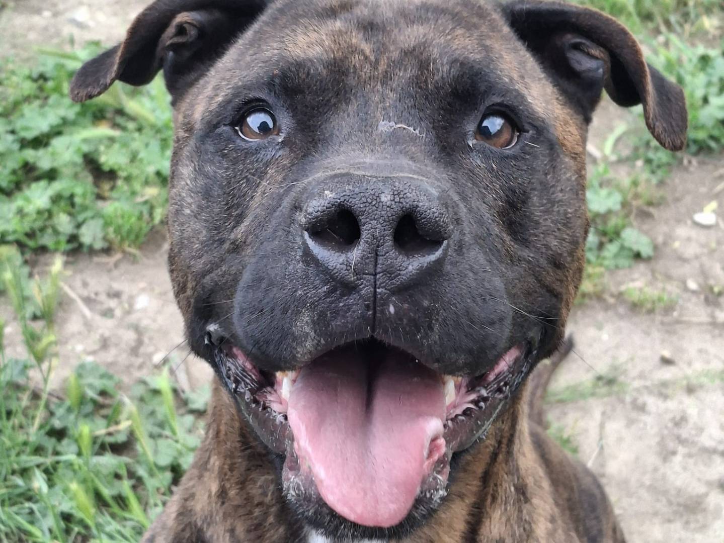 Adozione cane, maschio, Pitbull Razza sconosciuta, 6 anni e 1 mese, taglia grande, Roma