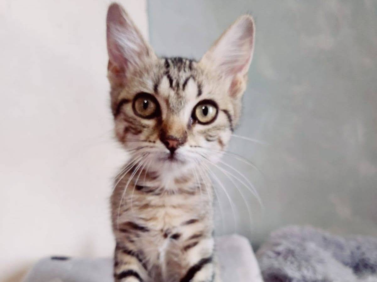 Adozione gatto, maschio, Razza sconosciuta Razza sconosciuta, 2 mesi, taglia non valida, Brescia