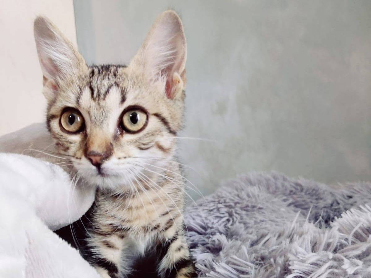 Vuoi adottare un gatto a Brescia?