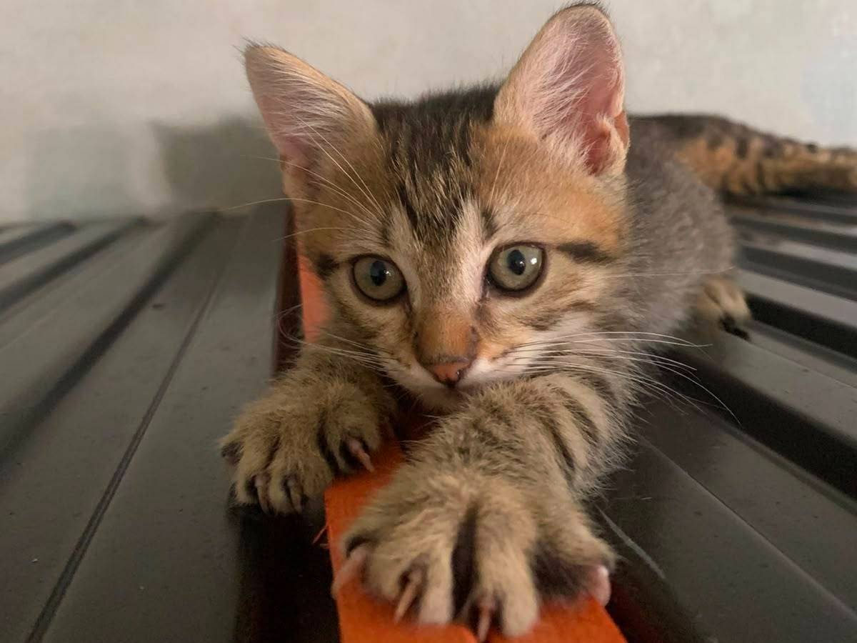 Adotta il gatto Hansel a Brescia