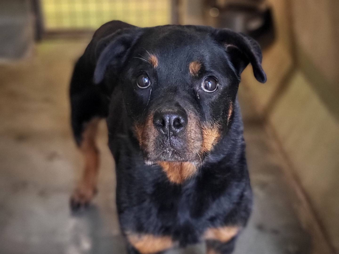 Adozione cane, femmina, Rottweiler Razza sconosciuta, 7 anni e 10 mesi, taglia media, Roma