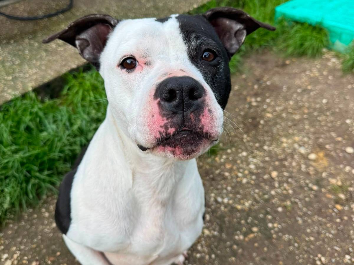 Adozione cane, femmina, Pitbull Razza sconosciuta, 9 mesi, taglia media, Roma