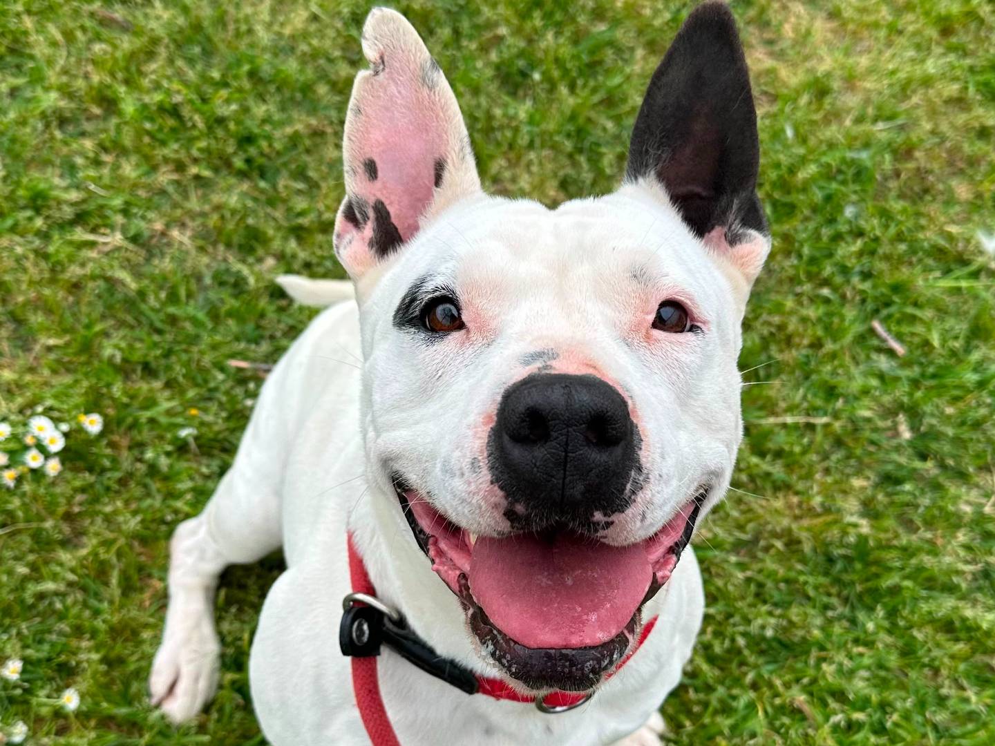 Adozione cane, femmina, Pitbull Razza sconosciuta, 4 anni e 3 mesi, taglia media, Roma