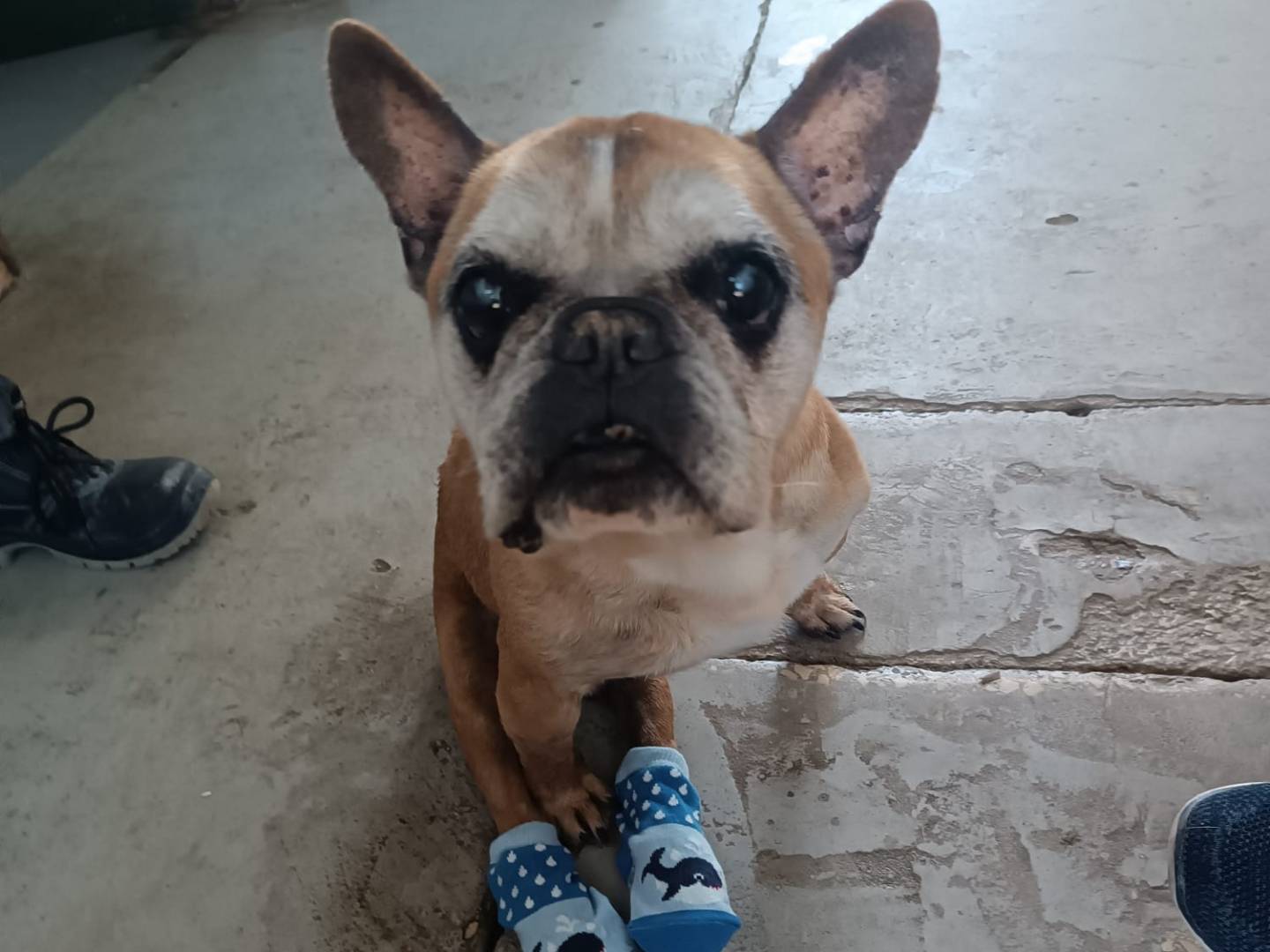 Adozione cane, maschio, Bulldog francese Razza sconosciuta, 14 anni e 4 mesi, taglia piccola, Roma
