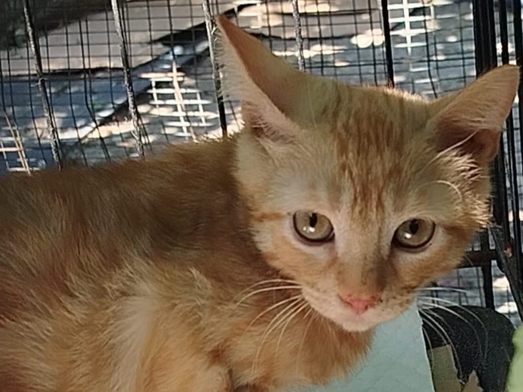 Adozione gatto, maschio, Razza sconosciuta Razza sconosciuta, 4 mesi, taglia non valida, Bolzano