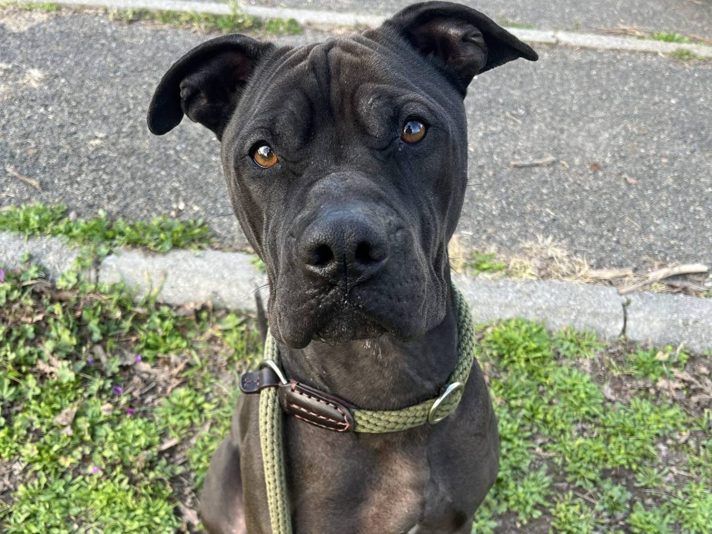 Adozione cane, maschio, Pitbull Razza sconosciuta, 3 anni e 3 mesi, taglia grande, Roma