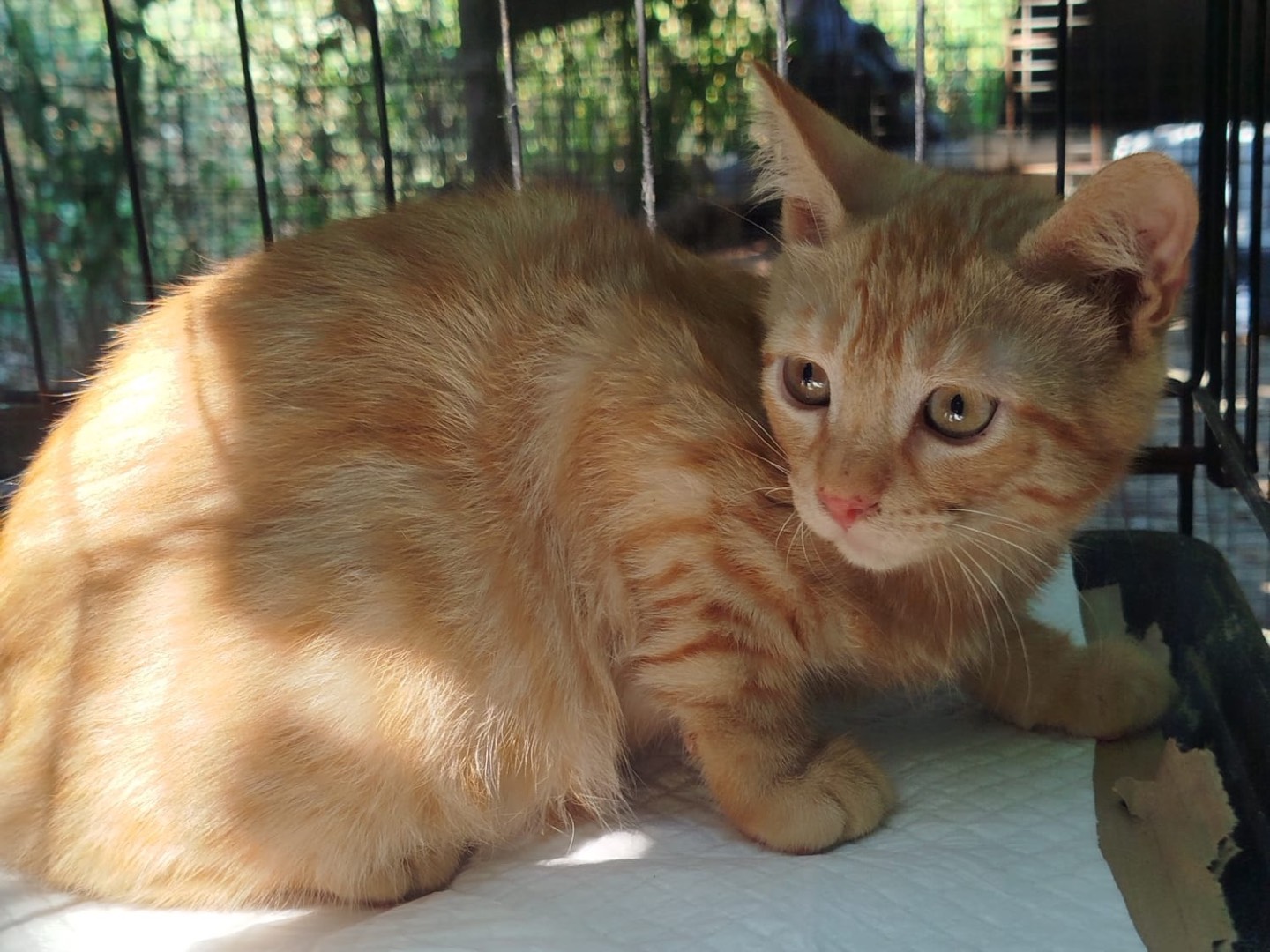 Adotta un gatto, maschio, 4 mesi, Bolzano