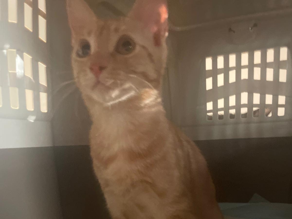 Adotta un gatto, taglia non valida, maschio, Bolzano