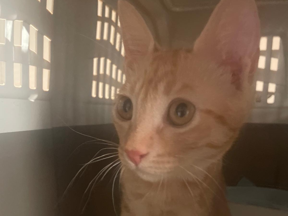 Vuoi adottare un gatto a Bolzano?