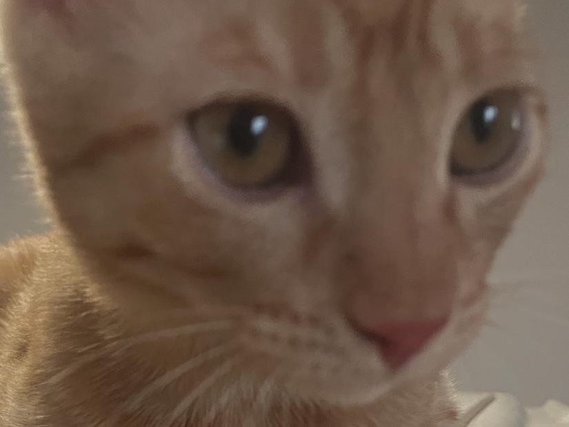 Adotta il gatto Roger a Bolzano