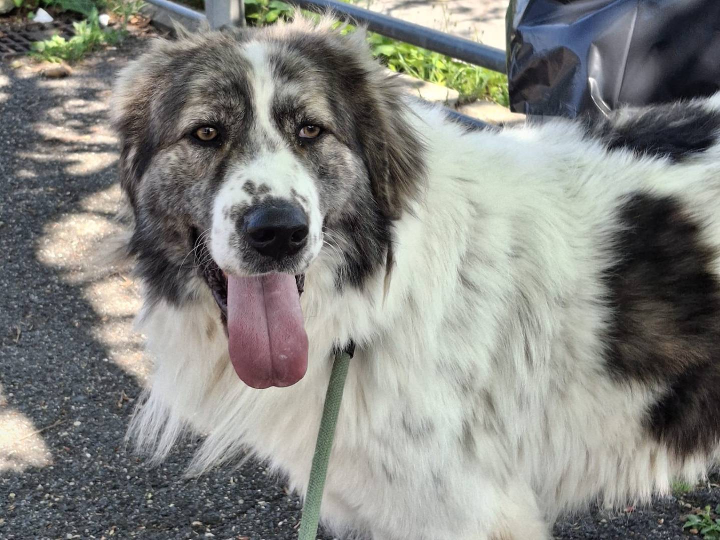 Adozione cane, maschio, Pastore maremmano Terranova, 3 anni e 9 mesi, taglia gigante, Roma