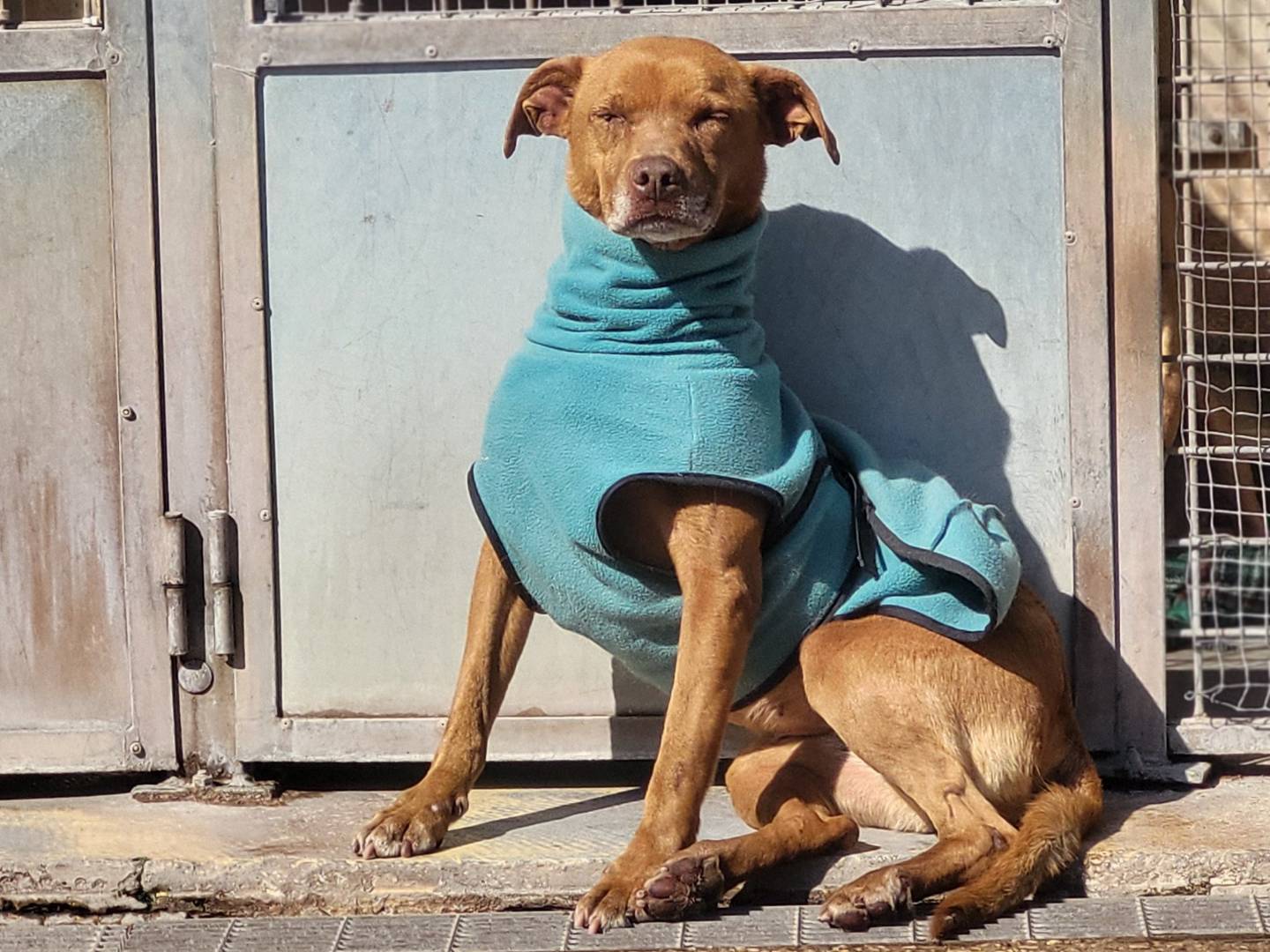 Adozione cane, femmina, Pitbull Razza sconosciuta, 8 anni e 10 mesi, taglia media contenuta, Roma