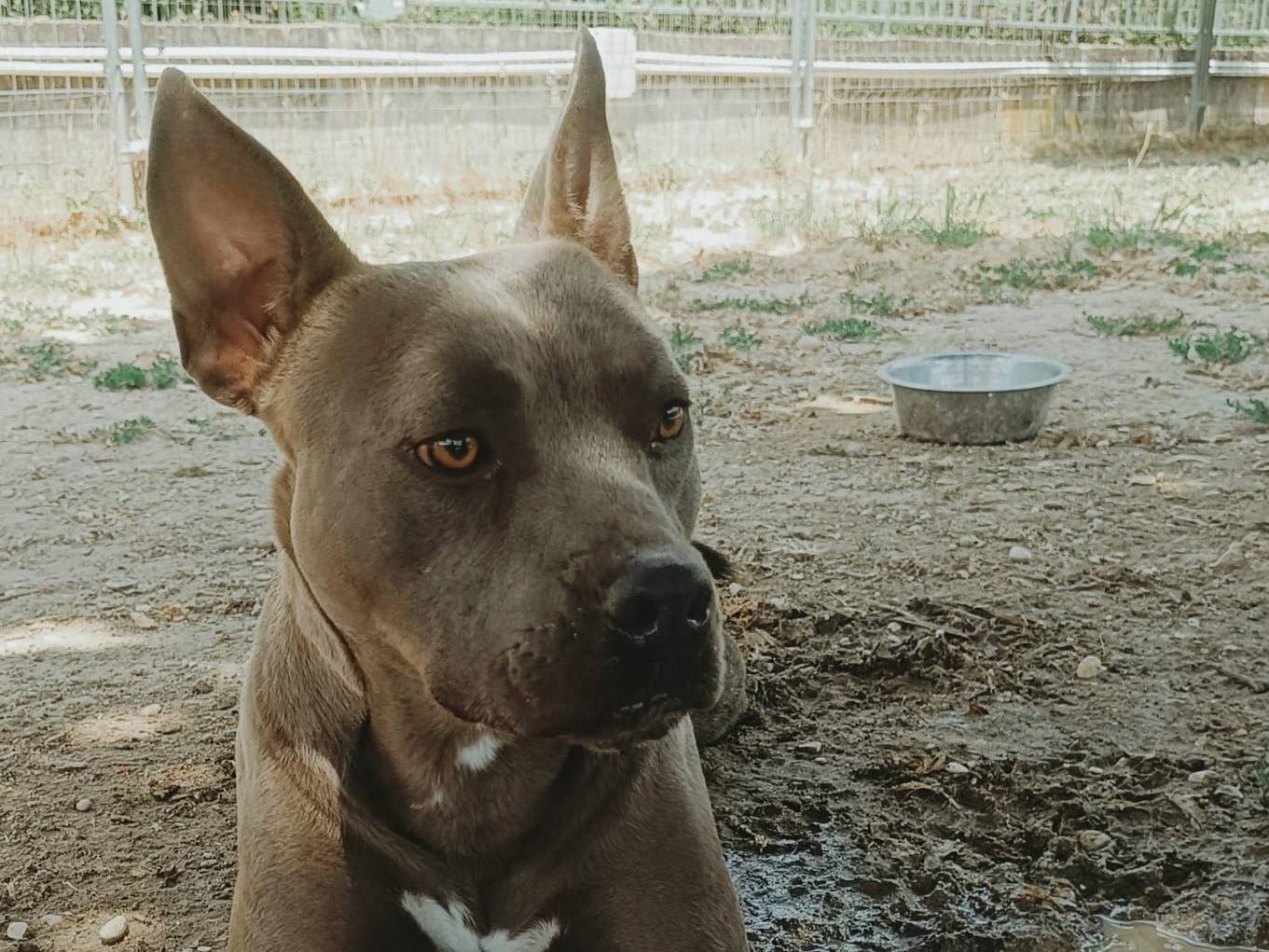 Adozione cane, maschio, Pitbull Razza sconosciuta, 2 anni e 2 mesi, taglia media contenuta, Roma