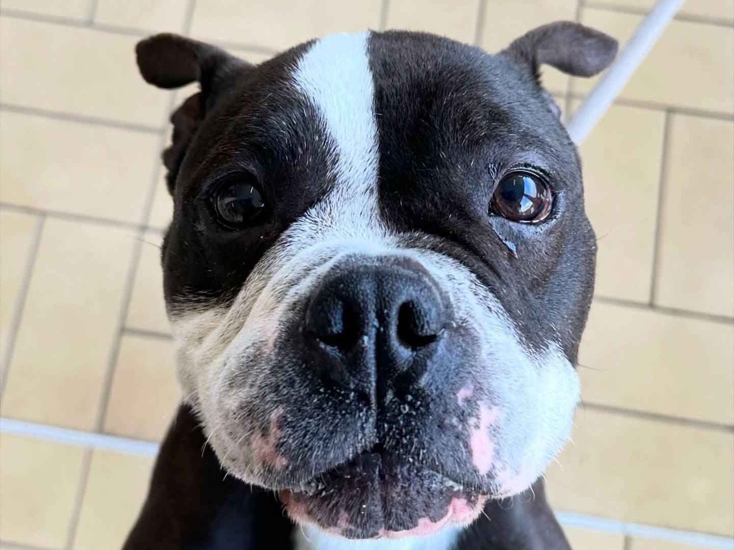 Adozione cane, femmina, Bulldog francese Razza sconosciuta, 8 anni, taglia piccola, Roma