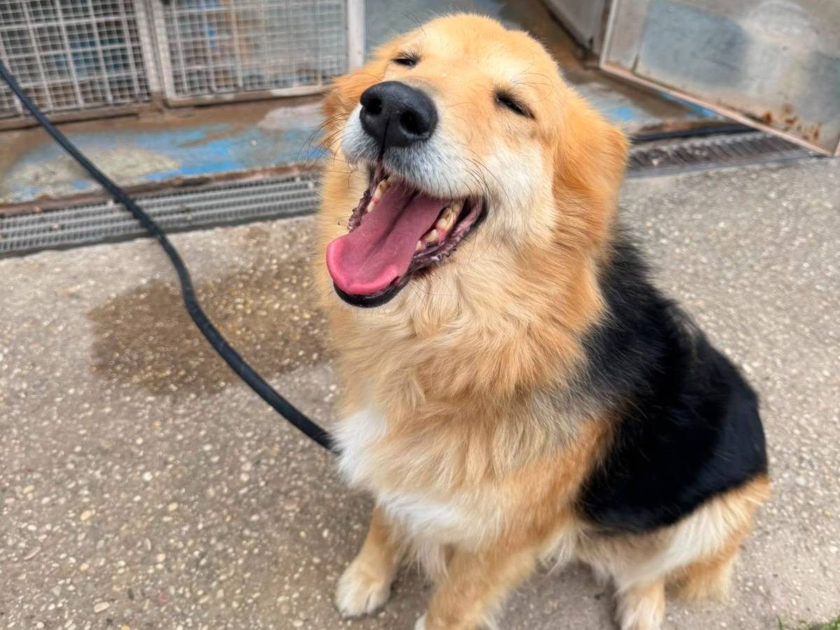 Adozione cane, femmina, Pastore tedesco Razza sconosciuta, 3 anni e 8 mesi, taglia grande, Roma