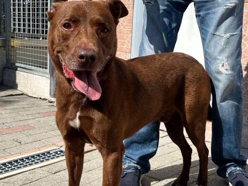 Adozione cane, maschio, Razza sconosciuta Razza sconosciuta, 8 anni e 1 mese, taglia grande, Milano