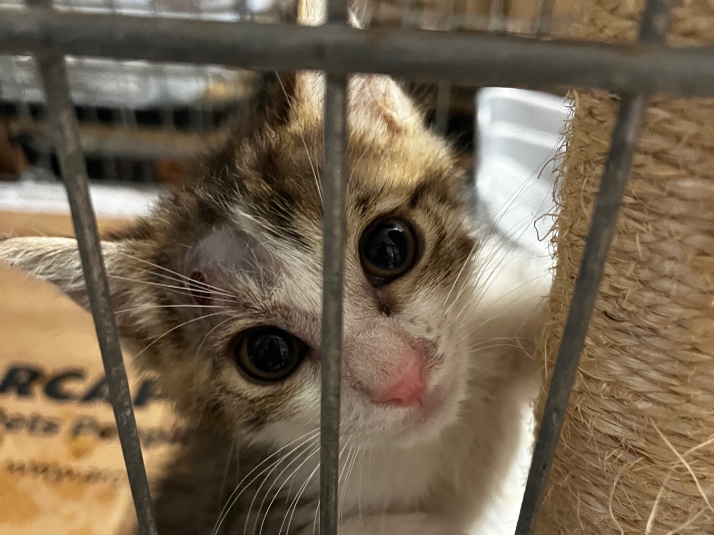 Adozione gatto, maschio, Razza sconosciuta Razza sconosciuta, 2 mesi, taglia non valida, Padova