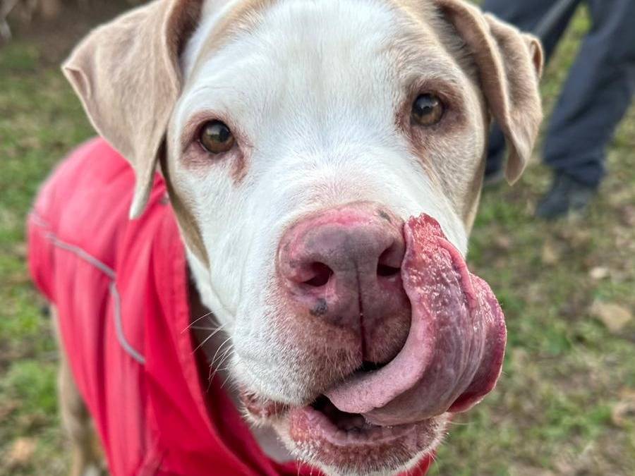 Adozione cane, femmina, Pitbull Razza sconosciuta, 13 anni e 5 mesi, taglia grande, Roma