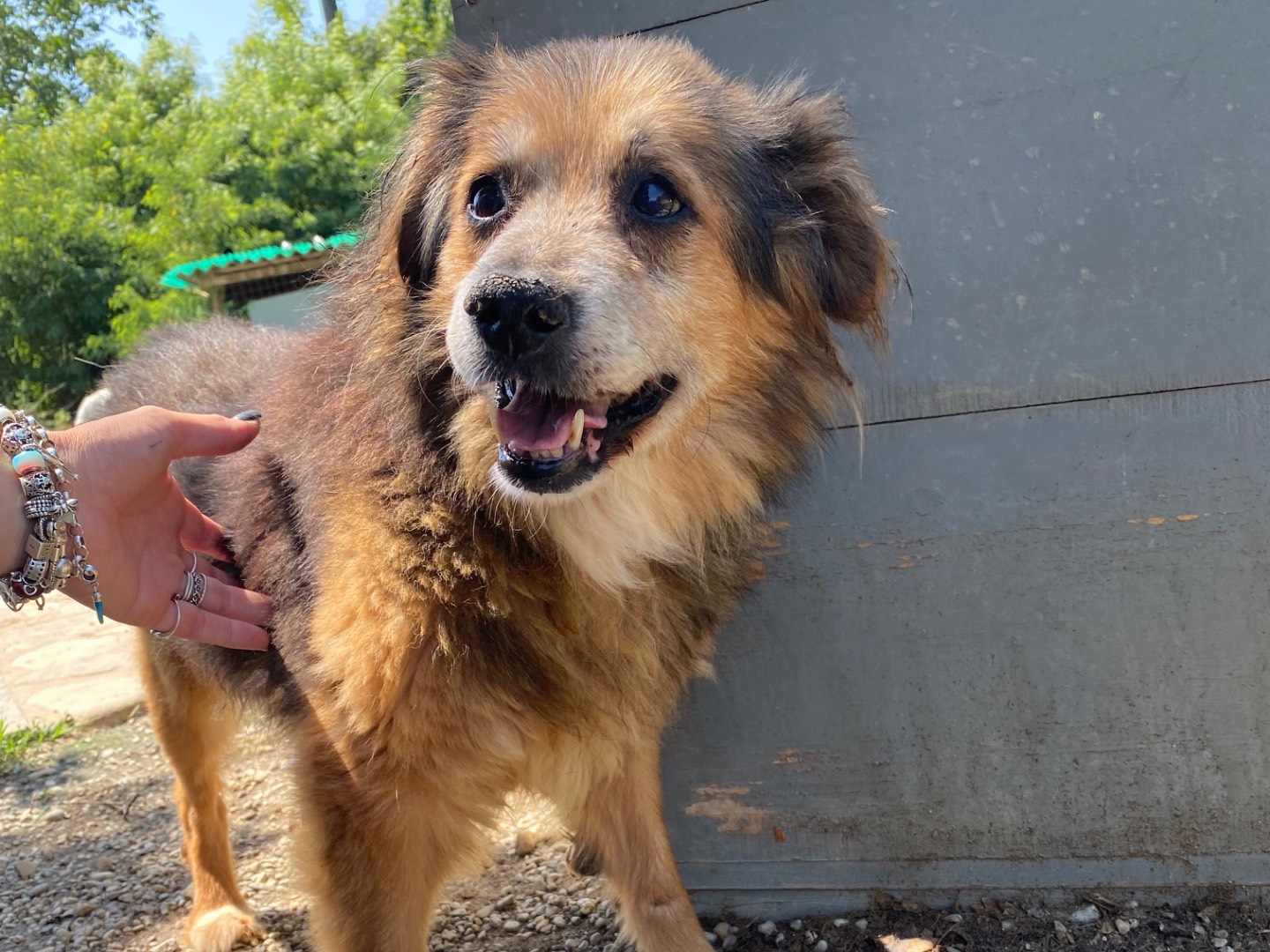 Vuoi adottare un cane a Piacenza?